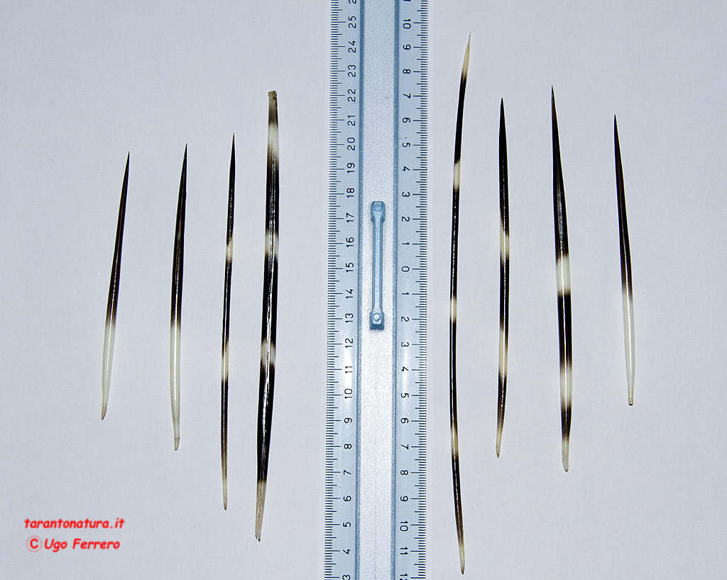 Istrice nel Tarantino!